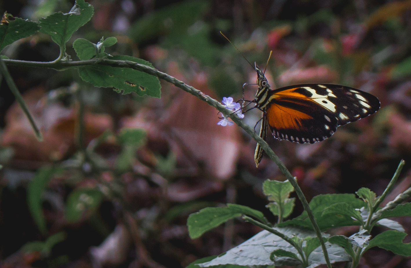 Naturaleza Ciudad Perdida