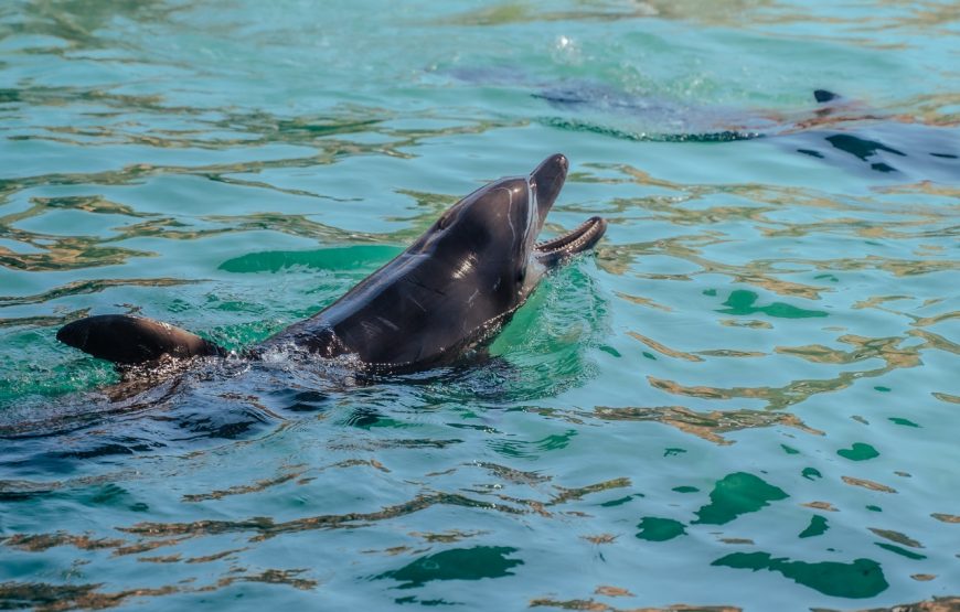 Tour Acuario y Playa Blanca Completo con Show de Delfines