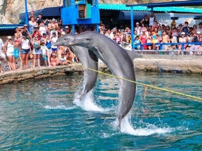 show-de-delfines-acuario-santa-marta Show de delfines en el Acuario Santa Marta