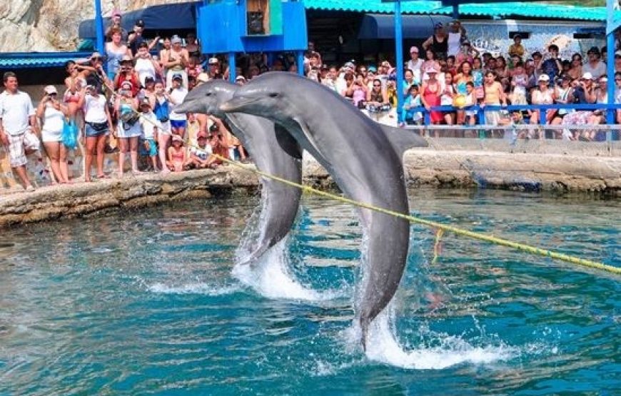 Acuario y Playa Blanca con Interacción con Delfines Por 5 Minutos Santa Marta