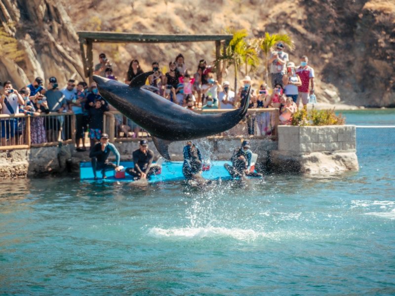 Unico Show de Delfines en Santa Marta