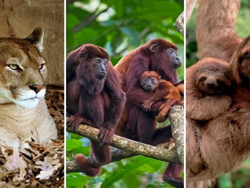 Animales Parque Tayrona Santa Marta