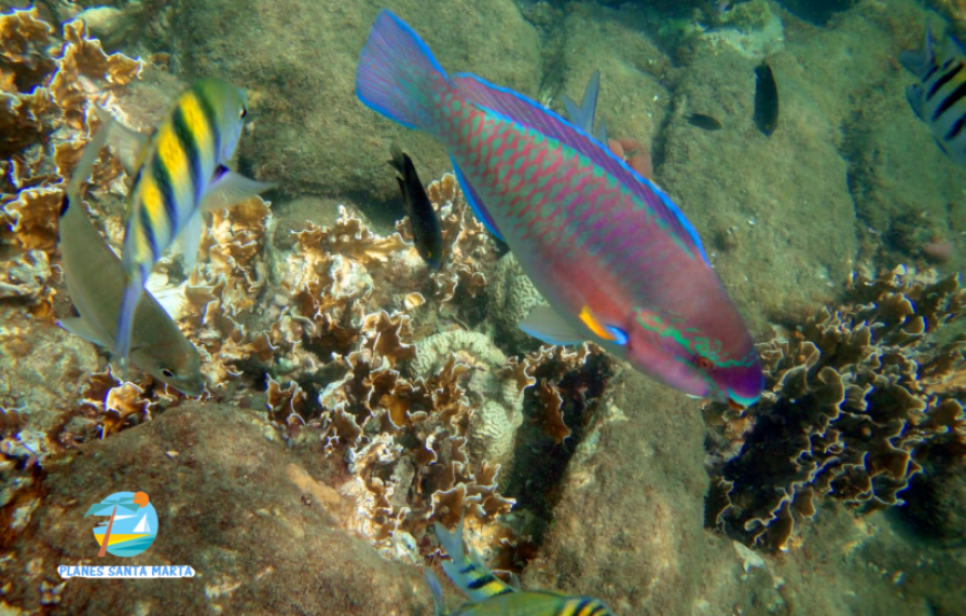 Tour a Bahía Concha con Careteo