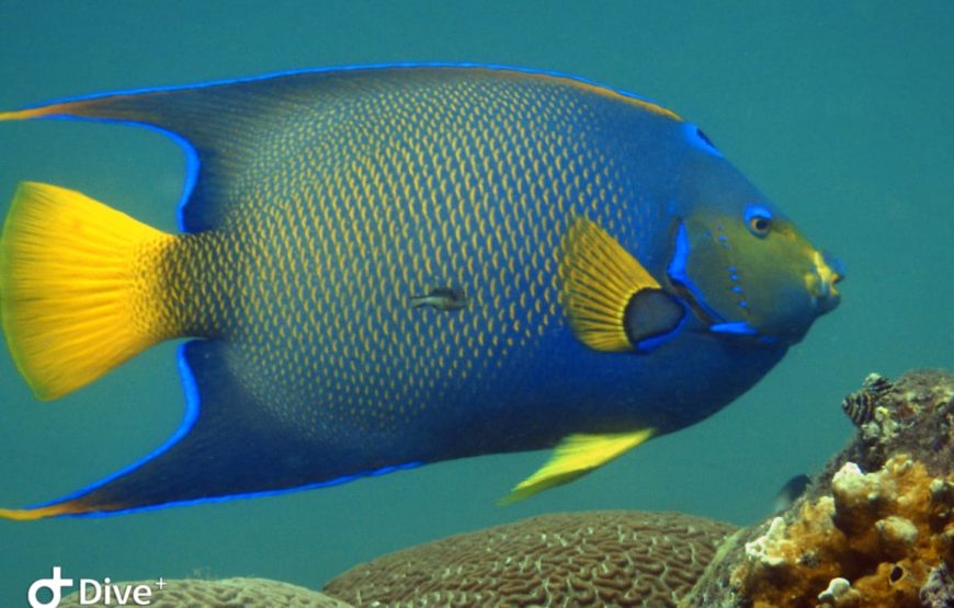 Snorkel en Santa Marta (Careteo) – Medio Día