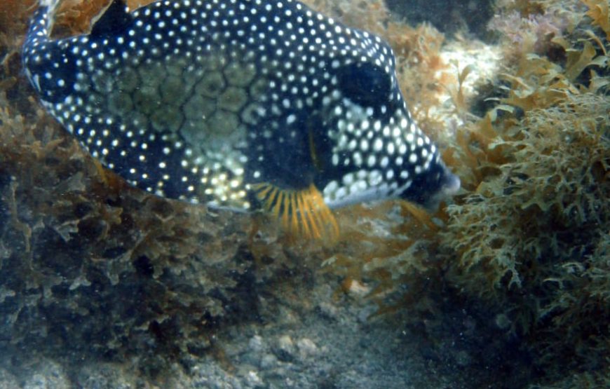 Snorkel en Santa Marta (Careteo) – Medio Día