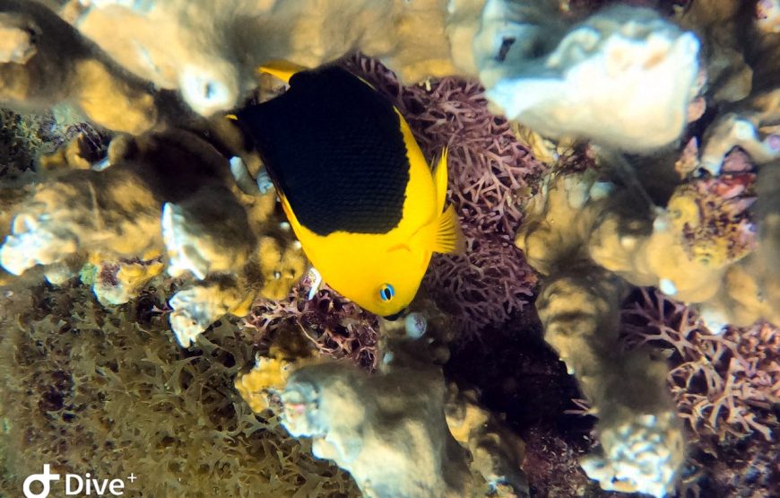 Snorkel en Santa Marta (Careteo) – Medio Día