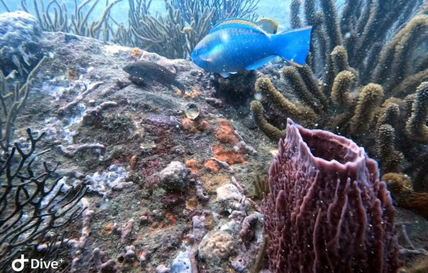 Snorkel en Santa Marta (Careteo) – Medio Día