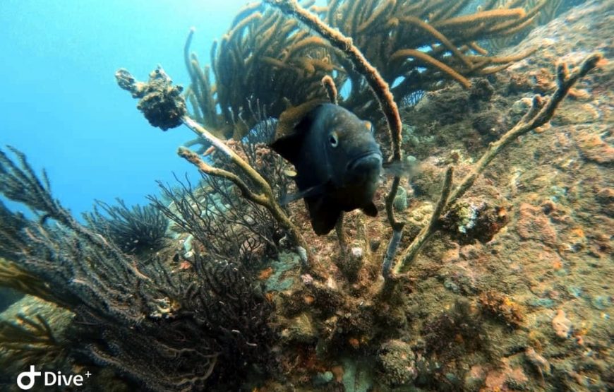 Snorkel en Santa Marta (Careteo) – Medio Día