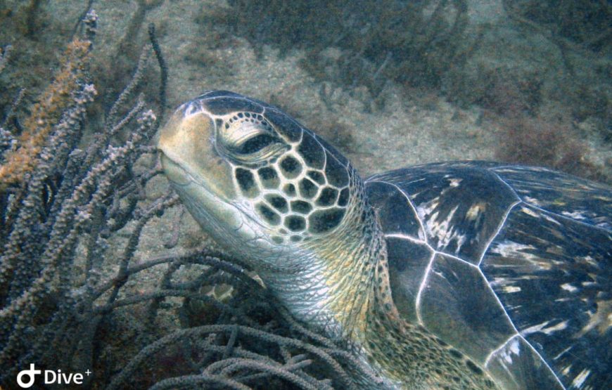 Snorkel en Santa Marta (Careteo) – Medio Día