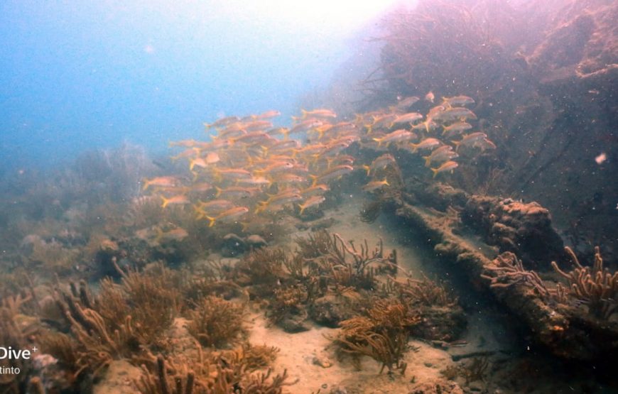 Snorkel en Santa Marta (Careteo) – Medio Día