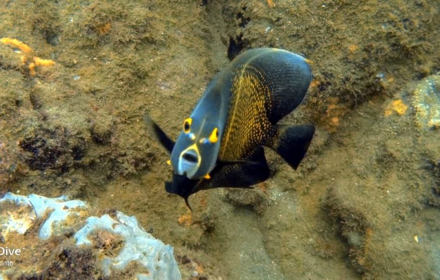 Snorkel en Santa Marta (Careteo) – Medio Día