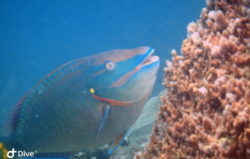 Snorkel en Santa Marta (Careteo) – Medio Día