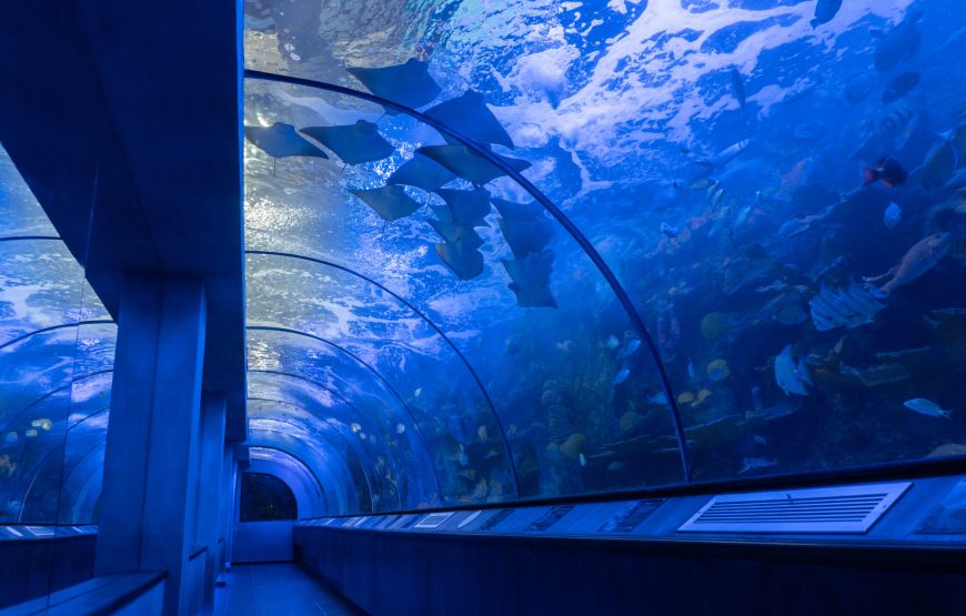 Acuario y Playa Blanca con Interacción con Delfines Por 10 Minutos Santa Marta